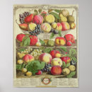 Search for fruit season chart Summer