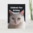 Recherche de angora vœux cartes Chat