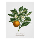 Recherche de fruit vintage posters Nature