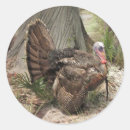 Search for wild turkeys stickers Thanksgiving