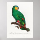 Search for cockatoo art posters Exotic