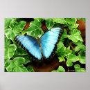 Search for morpho art Nature