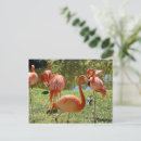 Recherche de rose flamant cartes postales Nature