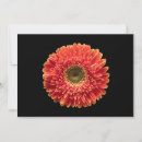 Search for orange gerbera cards Bouquet