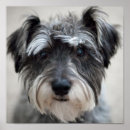 Search for miniature schnauzer posters Pet