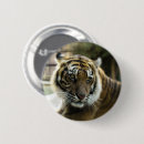 Search for predators buttons Big cats