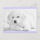Search for fluffy white postcards Dog