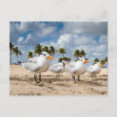 Recherche de four cartes postales Oiseau