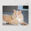 Search for ruffle postcards Cute