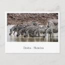 Recherche de troupeau cartes postales Blanc