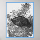Recherche de cassowary posters Cassoire