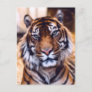Recherche de gros chat cartes postales Tigre