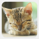 Search for bengal cat stickers Kitten