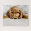 Recherche de cocker spaniel puzzles Espagne