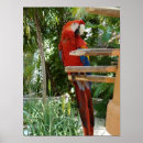 Recherche de perche posters Rouge