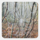 Search for spider web stickers Insect