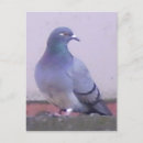 Search for flu vertical postcards Bird