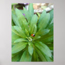 Search for flowering plants posters Insect