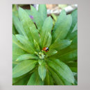 Recherche de de coccinelle posters Jardin