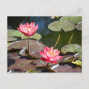 Recherche de étang de nénuphar cartes postales Lotus