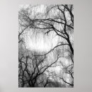 Search for weeping willow tree posters Black and white