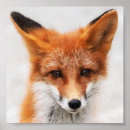 Search for fox wall decor posters Orange