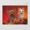Search for yorkies postcards Dogs