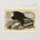 Search for america eagle postcards Bird