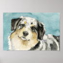 Recherche de bergers australiens posters Animal