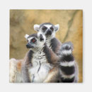 Search for lemur monkey magnets Primate