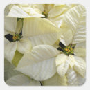 Search for white poinsettia stickers Floral