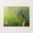 Search for kingfisher puzzles Nature