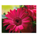 Recherche de rose macro posters Couleur