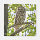Recherche de hibou barré Faune