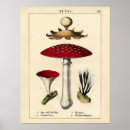 Search for vintage mushroom posters Flower