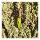 Search for bug pictures posters Entomology