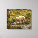 Recherche de ours blanc toiles Cathy
