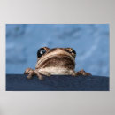 Search for frog posters Wildlife