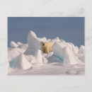 Search for polar bear postcards Predator