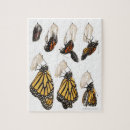 Recherche de cocon puzzles Papillon