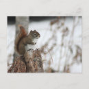 Search for cute squirrel pictures postcards Wildlife