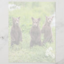 Search for krai Brown bear