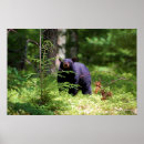 Recherche de ours noirs posters Mammifères