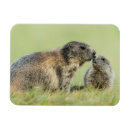 Search for marmot magnets Rodent