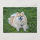 Recherche de pomeranians cartes postales Chiot