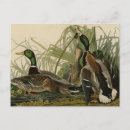 Search for audubon postcards Lithograph