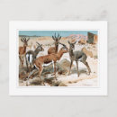 Recherche de gazelle cartes postales Sauvage