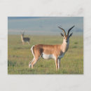 Recherche de cratère cartes postales Animal