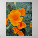 Recherche de poppy posters Orange