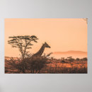 Search for black and white giraffe posters Nature